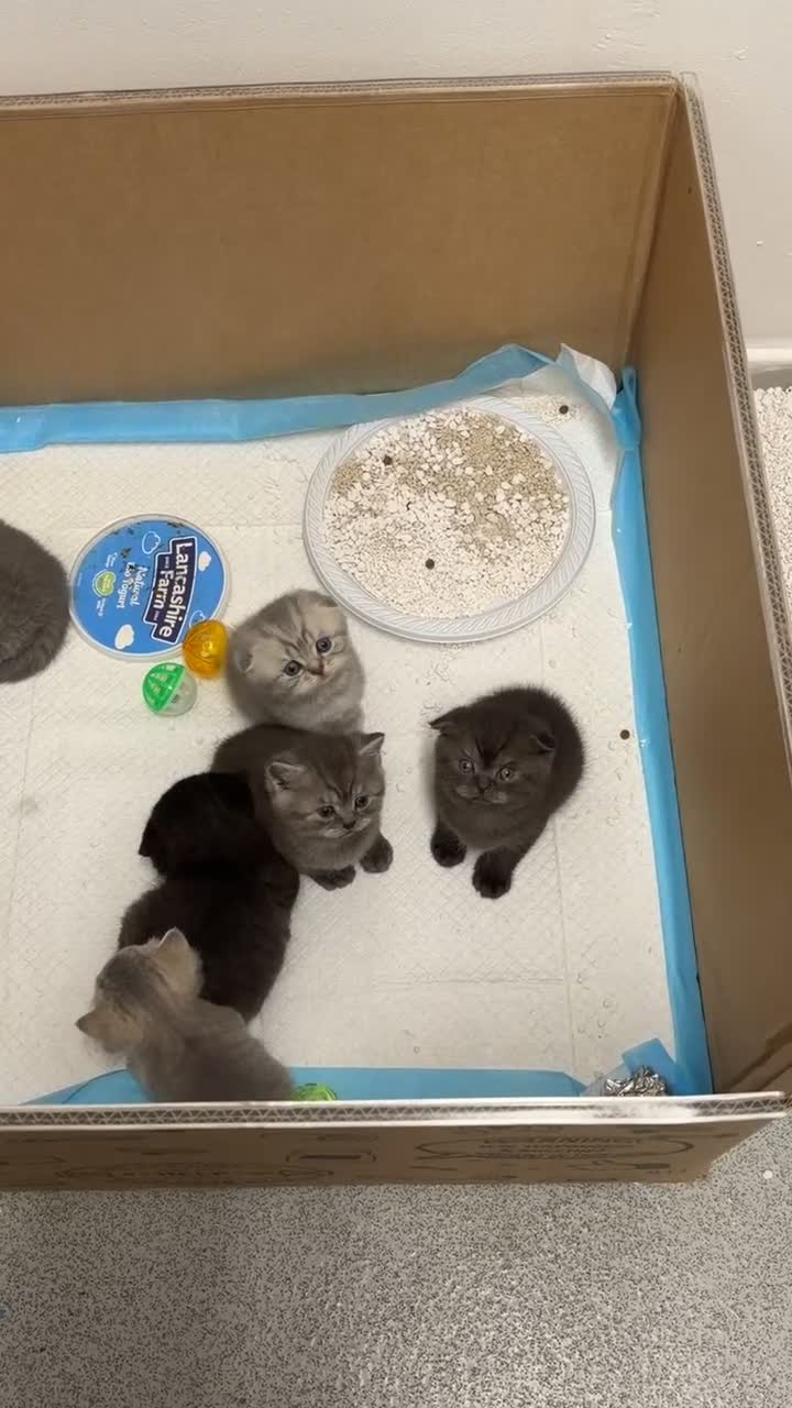 Scottish Fold cats for sale: Scottish fold female kitten pure breed in London - Video 2