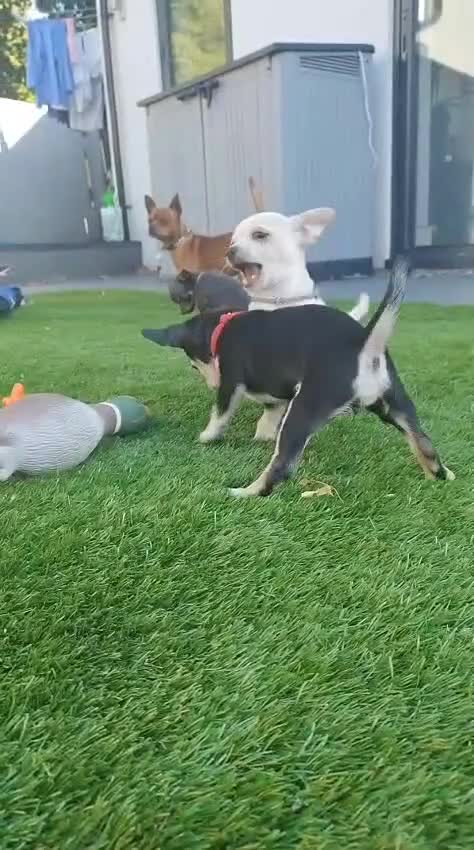 Chihuahua dogs for sale: 🐾Adorable Chihuahua Puppies Need 4ever Homes🐾 - Video 2