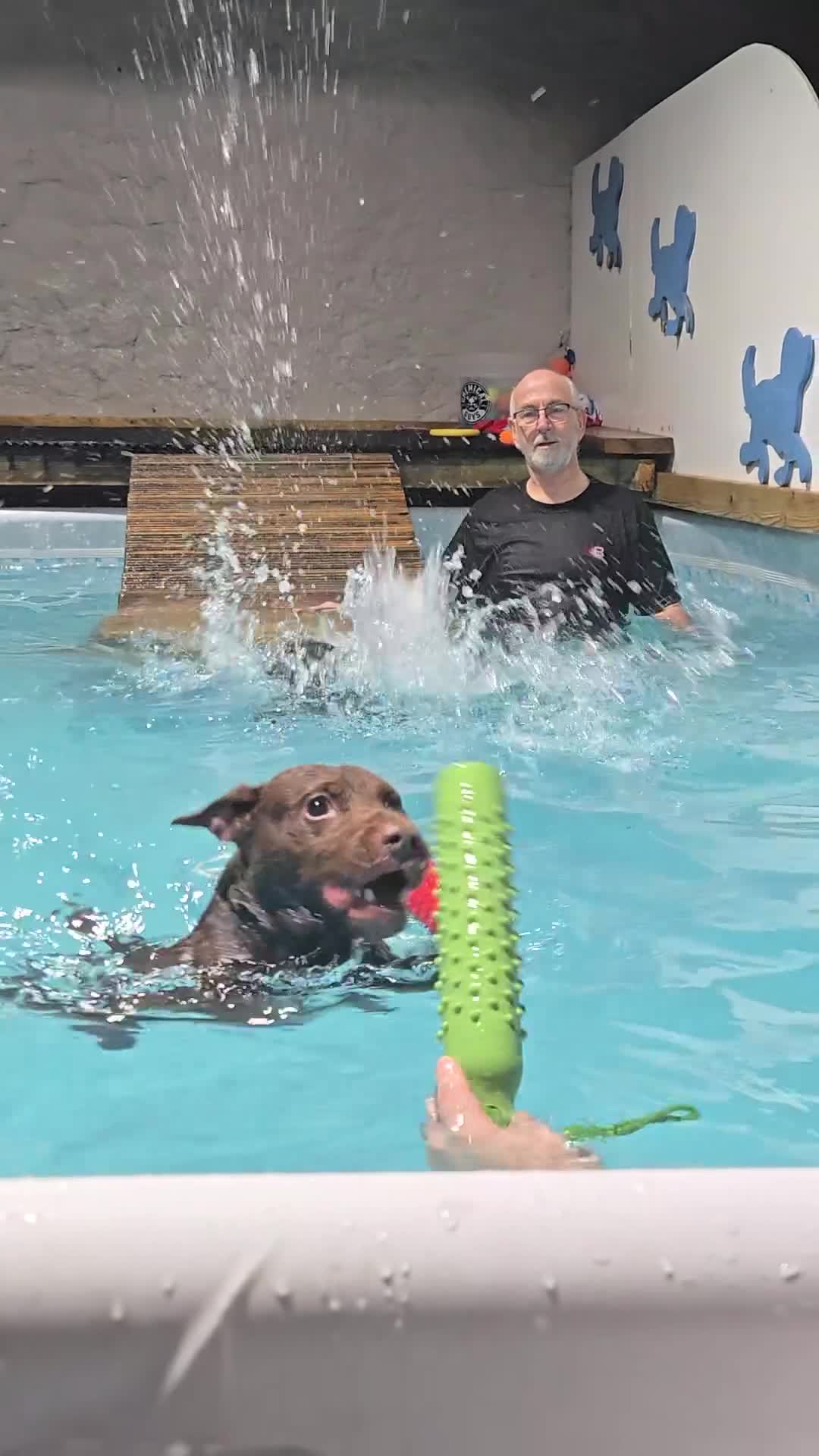 Patterdale Terrier dogs for stud: Looking to stud - Video 1