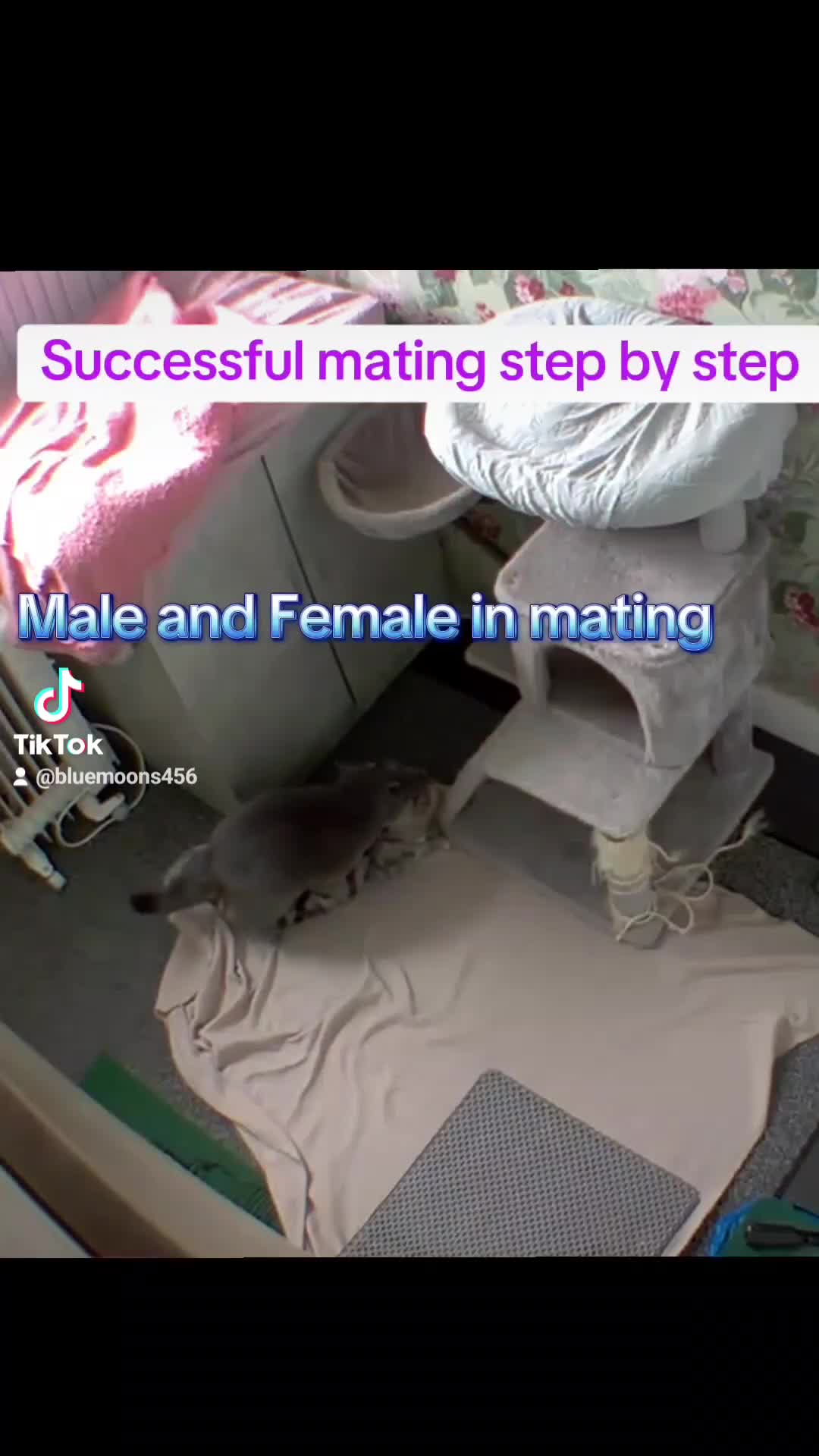 British Shorthair cats for stud: British Shorthair Stud  - Video 2