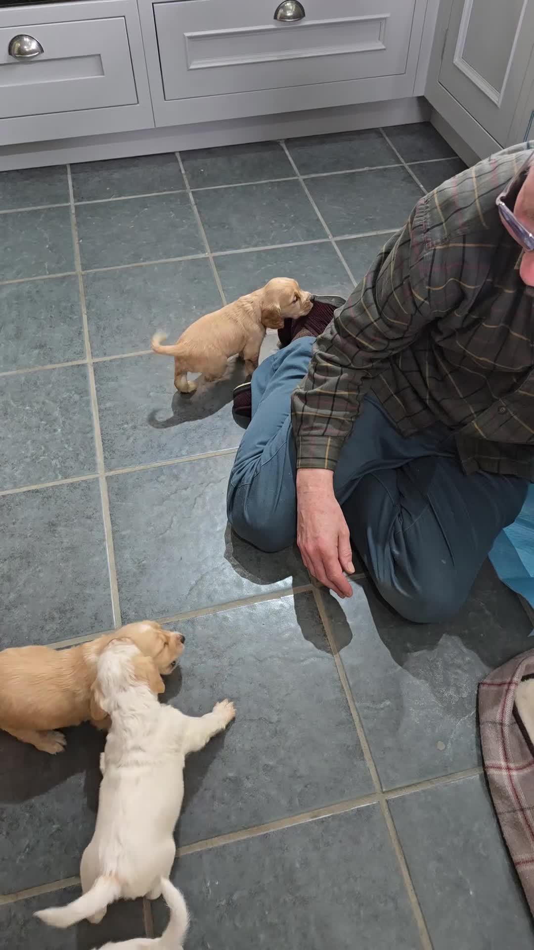 Cocker Spaniel dogs for sale: Working strain cocker spaniels in Skipton - Video 1