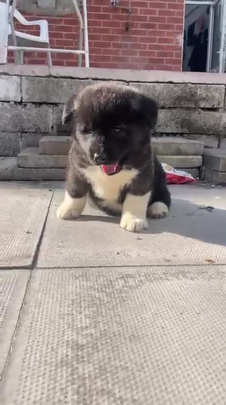 Akita dogs for stud: Chico’s finding LOVE… in Birmingham - Video 3