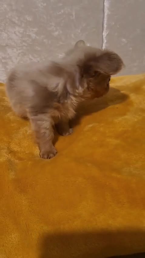 Chihuahua dogs for sale: Beautiful Long-Haired Chihuahua Puppies - Video 2