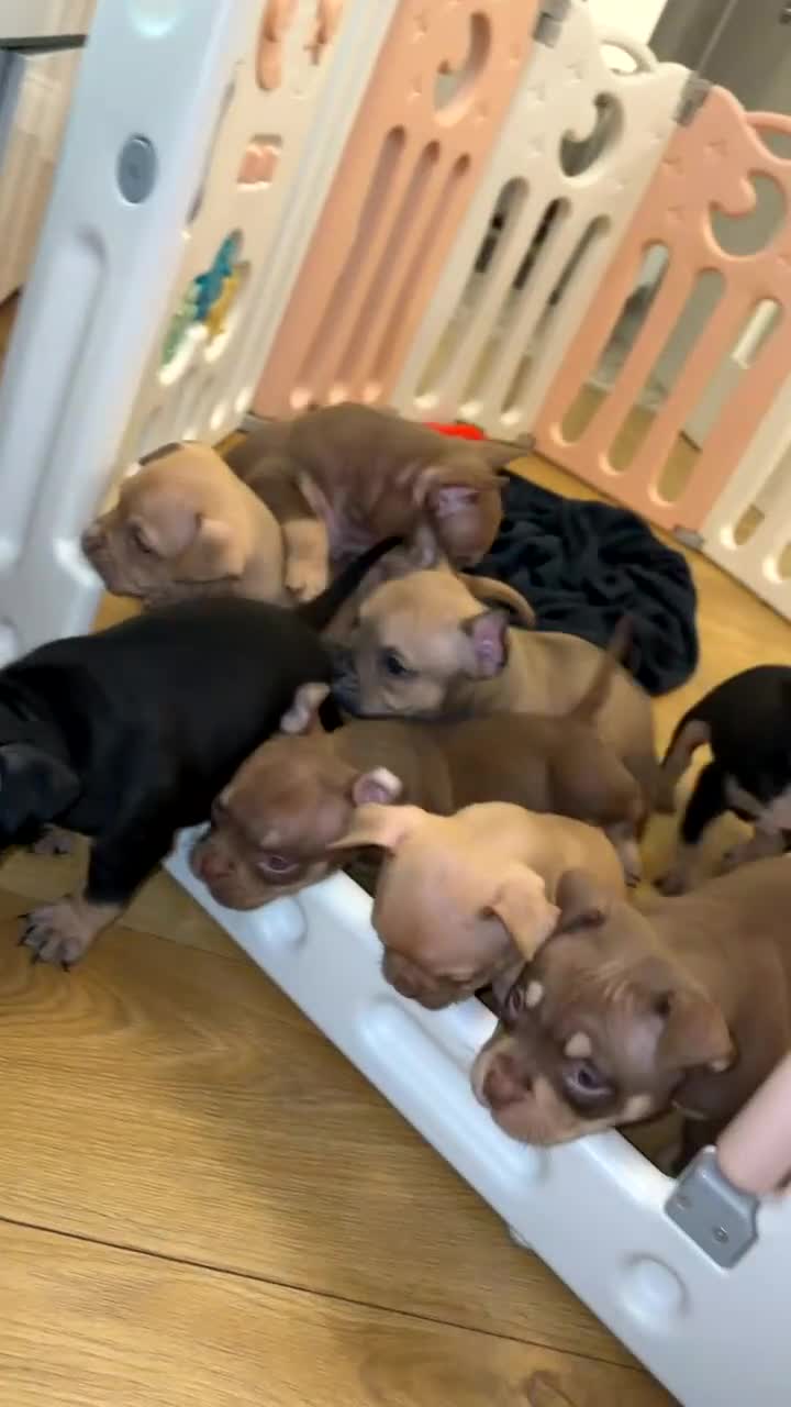 American Bully dogs for sale: REDUCE READY TO GO ABKC Registered pocket bully  - Video 1