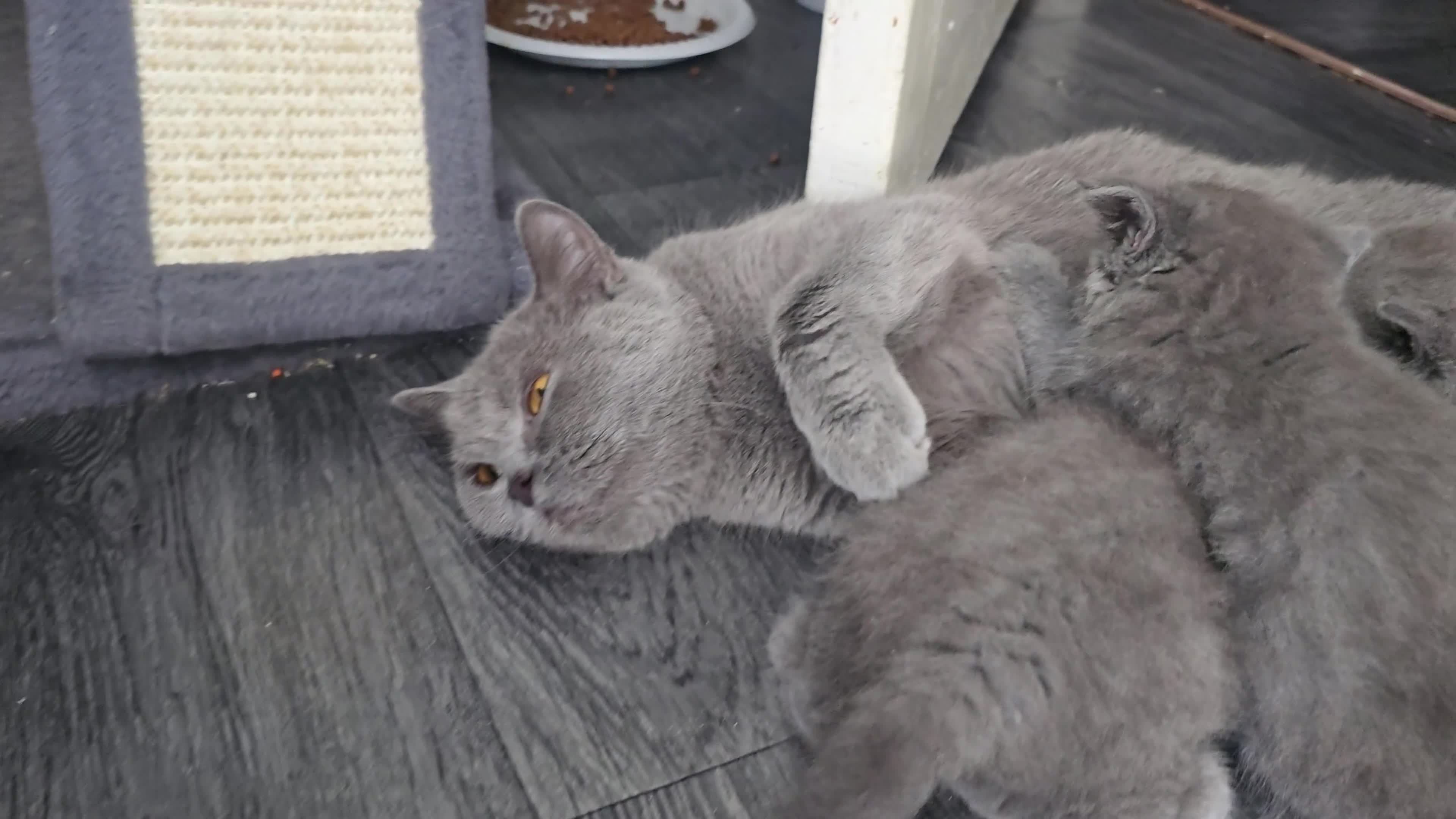 British Shorthair cats for sale:  British  Shorthair  kittens  - Video 1