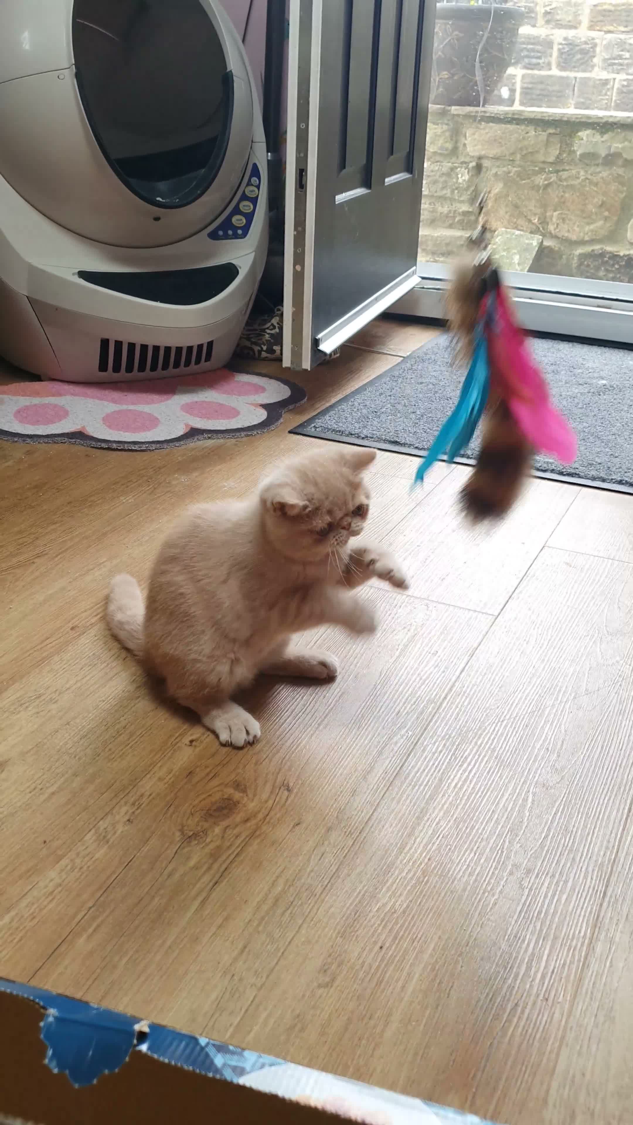 Persian cats for sale: Gccf Persian exotic short hair ( Chunky boys ) - Video 1