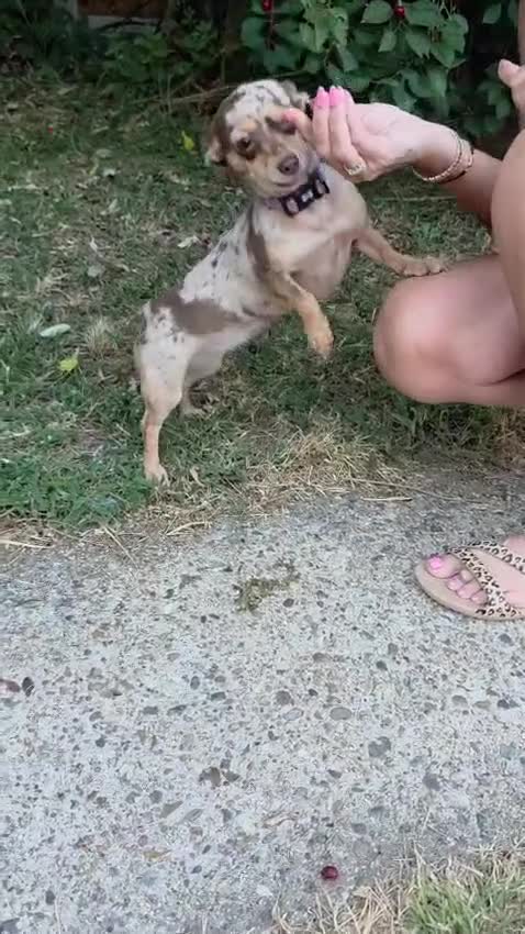 Chiweenie dogs for sale: Beautiful Miniature Dachshund x Chihuahua  - Video 3