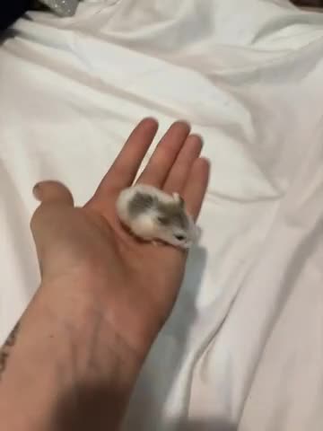 Hamster rodents for sale: 4 roborovski hamsters - Video 4