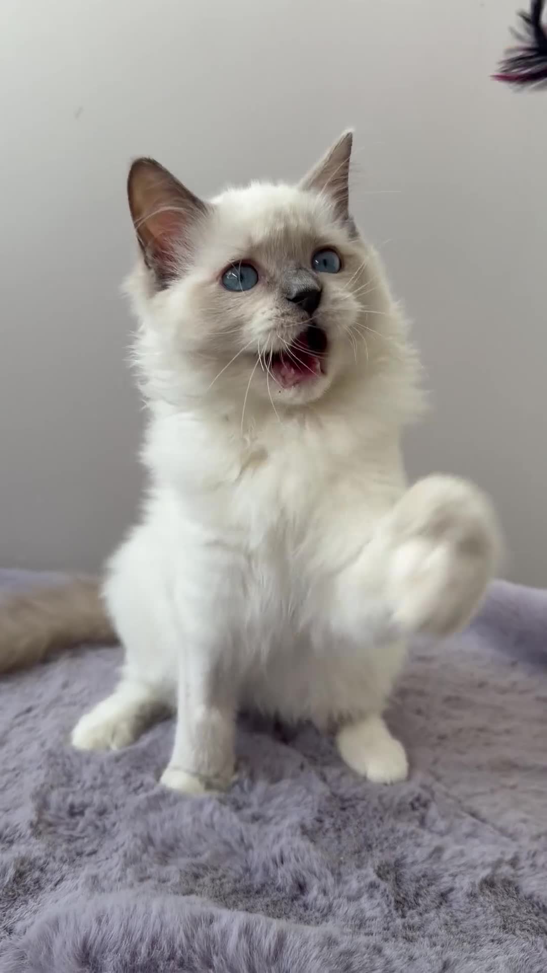 Ragdoll cats for sale: TICA registered blue mitted radoll kitten - Video 1