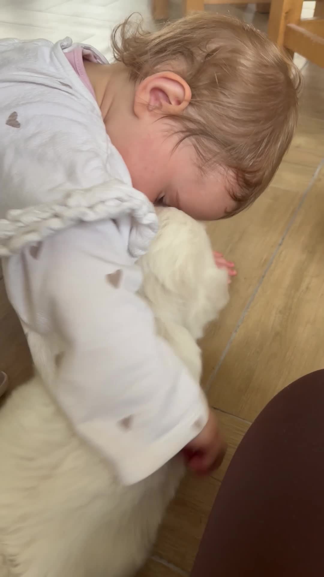West Highland Terrier dogs for sale: Pedigree KC registered WESTIE puppies in Welshpool - Video 3