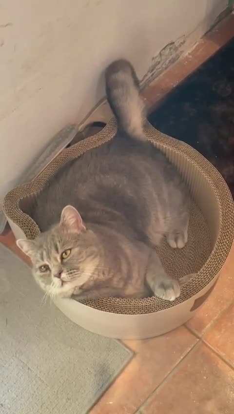 Mixed Breed cats for sale: Baby Amlah looking for his forever home! - Video 1