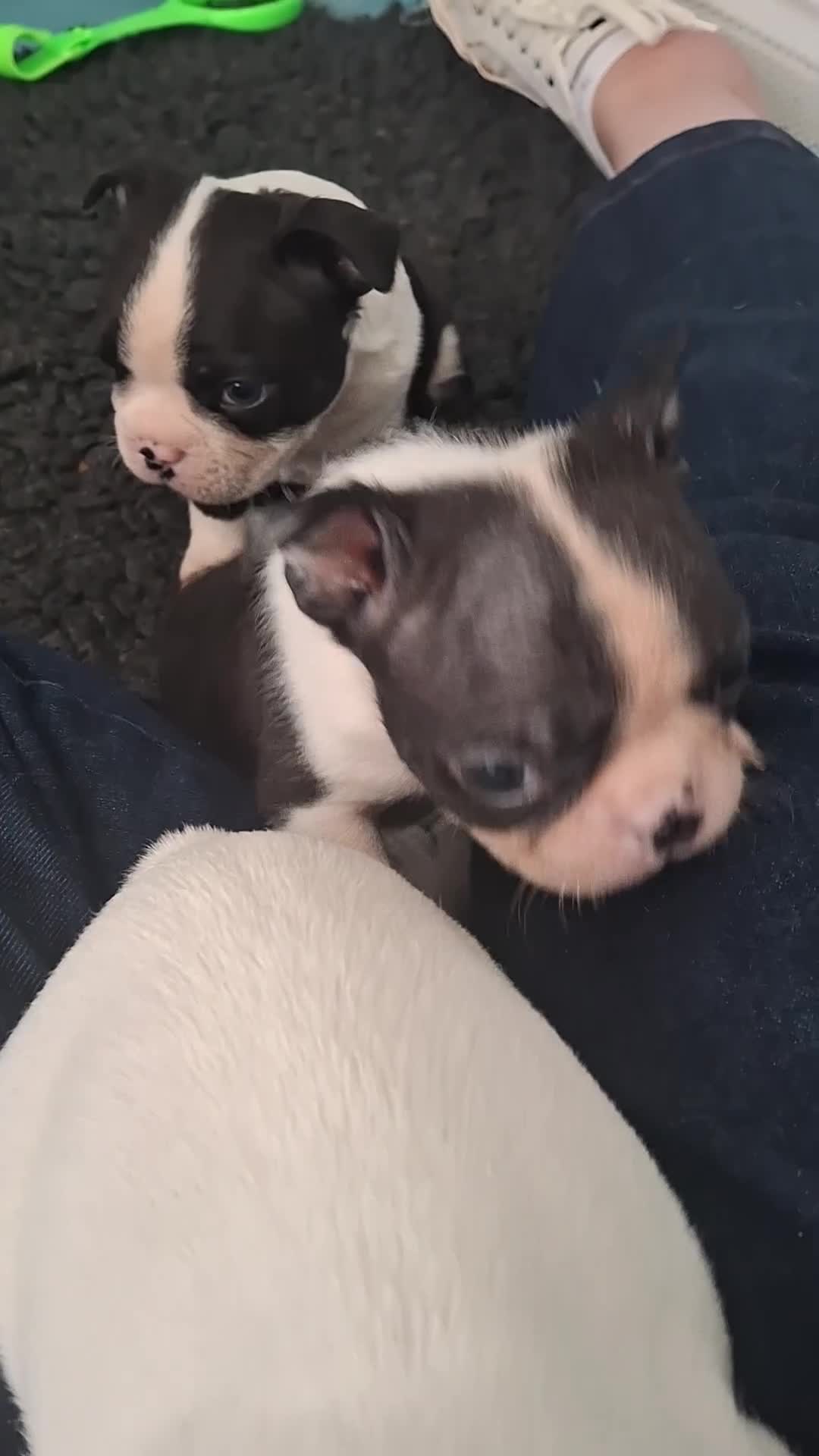Boston Terrier dogs for sale: Stunning Boston Terriers Boys.  - Video 2