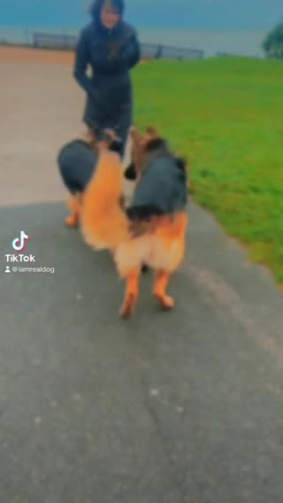 German Shepherd dogs for stud: German shepard for good home in Eastbourne - Video 4