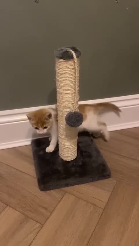 Mixed Breed cats for adoption: Ozzy needs a new home - Video 4