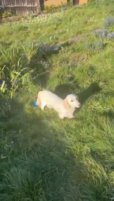 Miniature Dachshund dogs for sale: Boy Cream Miniature dachshund  - Video 1