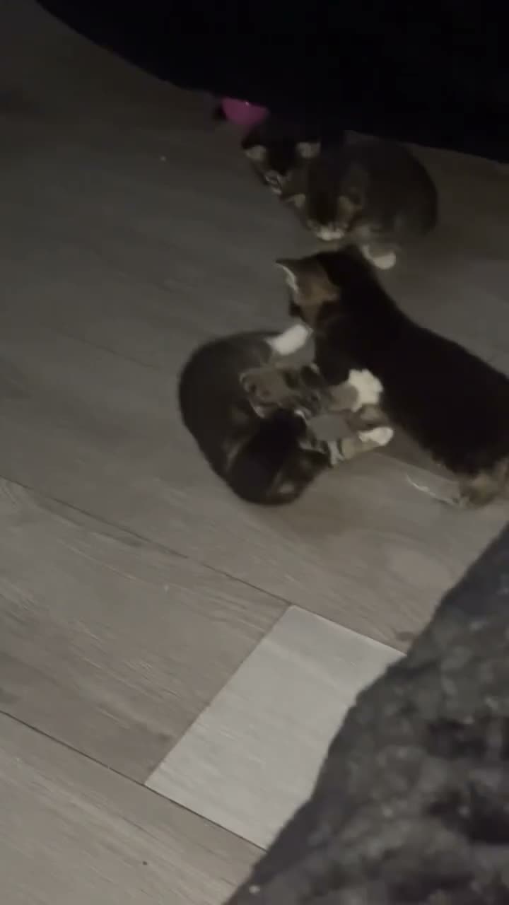 Mixed Breed cats for sale: 6 kittens for sale in Newcastle upon Tyne - Video 1