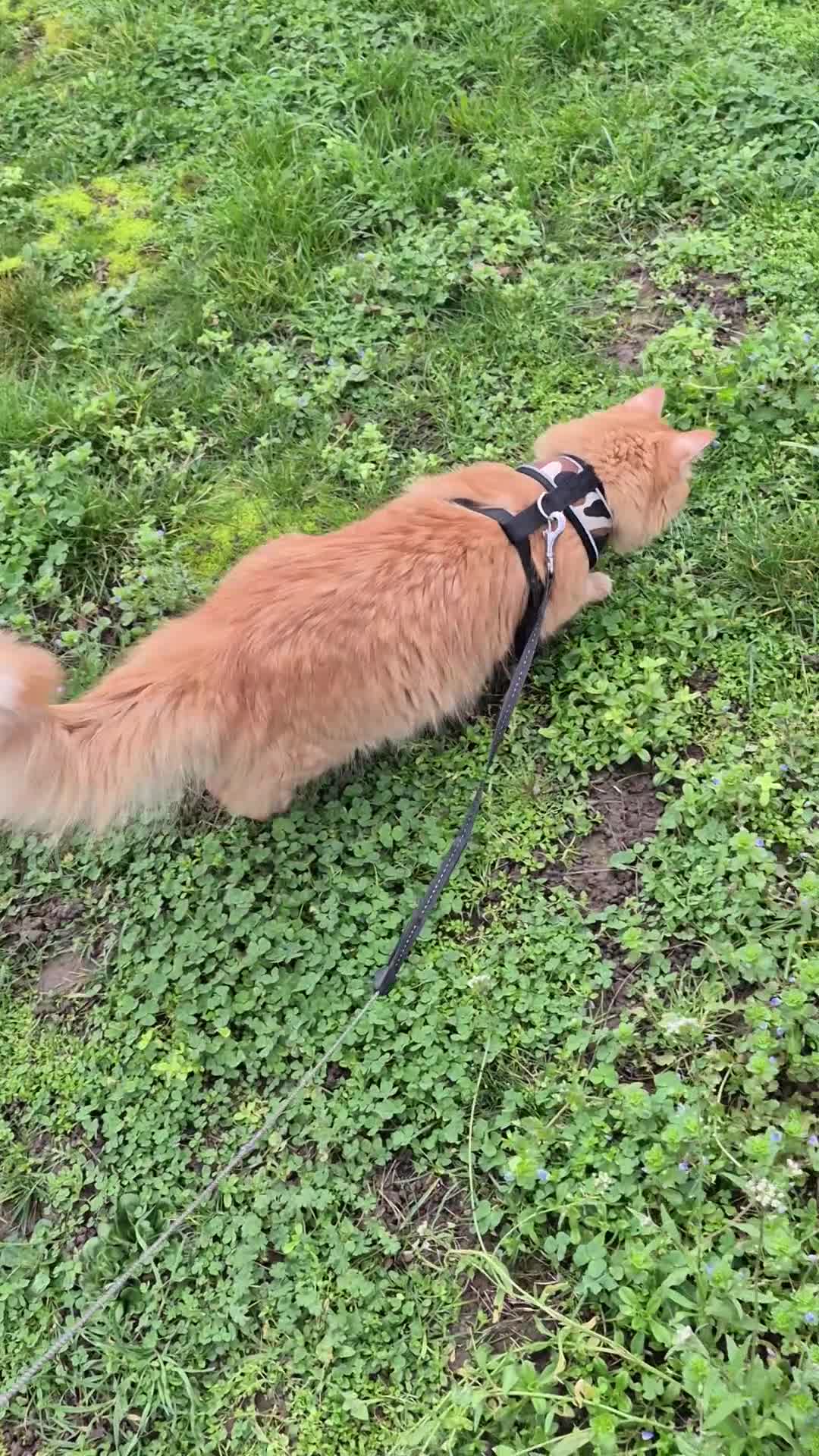 Maine Coon cats for sale: Simba - Video 1