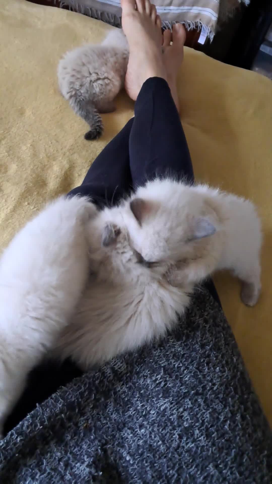 Ragdoll cats for sale: Pure bred beautiful Ragdoll kittens - Video 3
