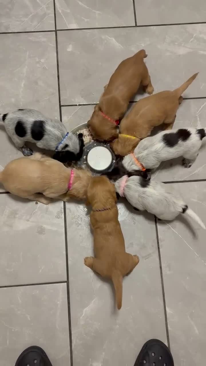 Cocker Spaniel dogs for sale: KC Registered Working Cockers in Grangemouth - Video 1