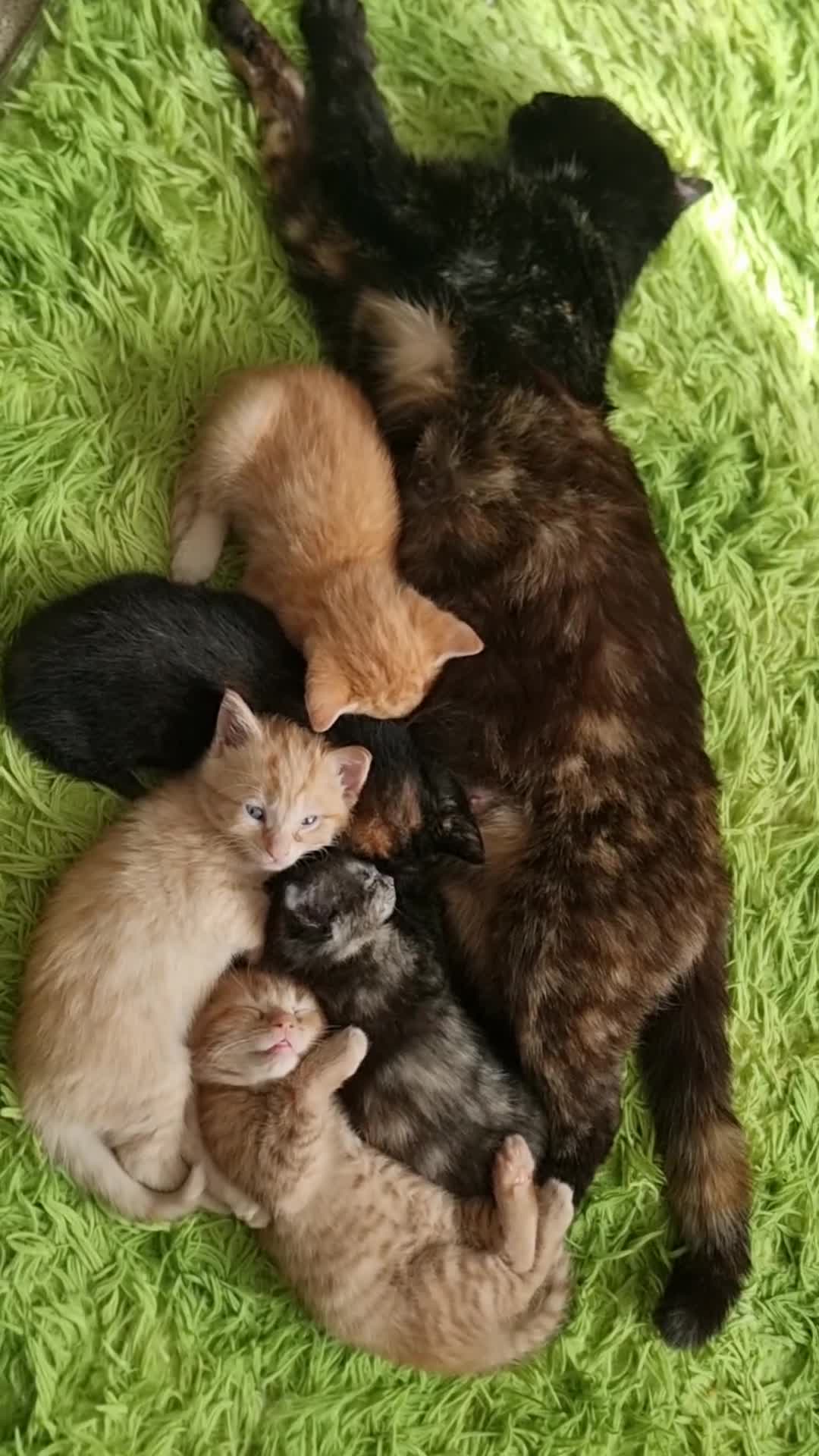 Mixed Breed cats for sale: Little best friends - Video 1