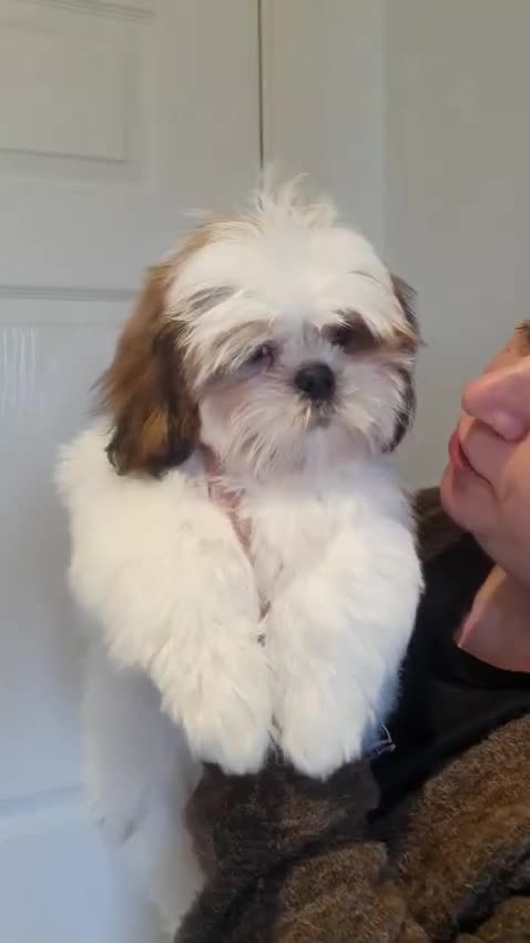 Shih Tzu dogs for sale:  💞 PURE STANDARD SHIH TZU 💕 - Video 1