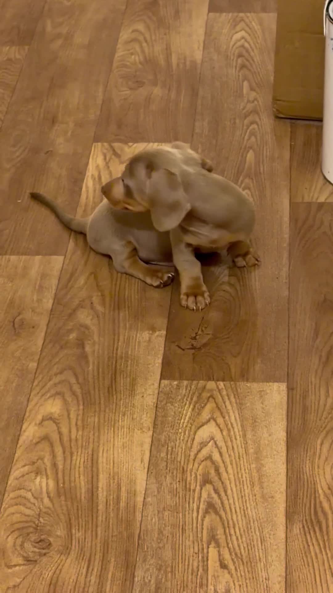 Miniature Dachshund dogs for sale: KC pure Miniature Dachshunds   - Video 1