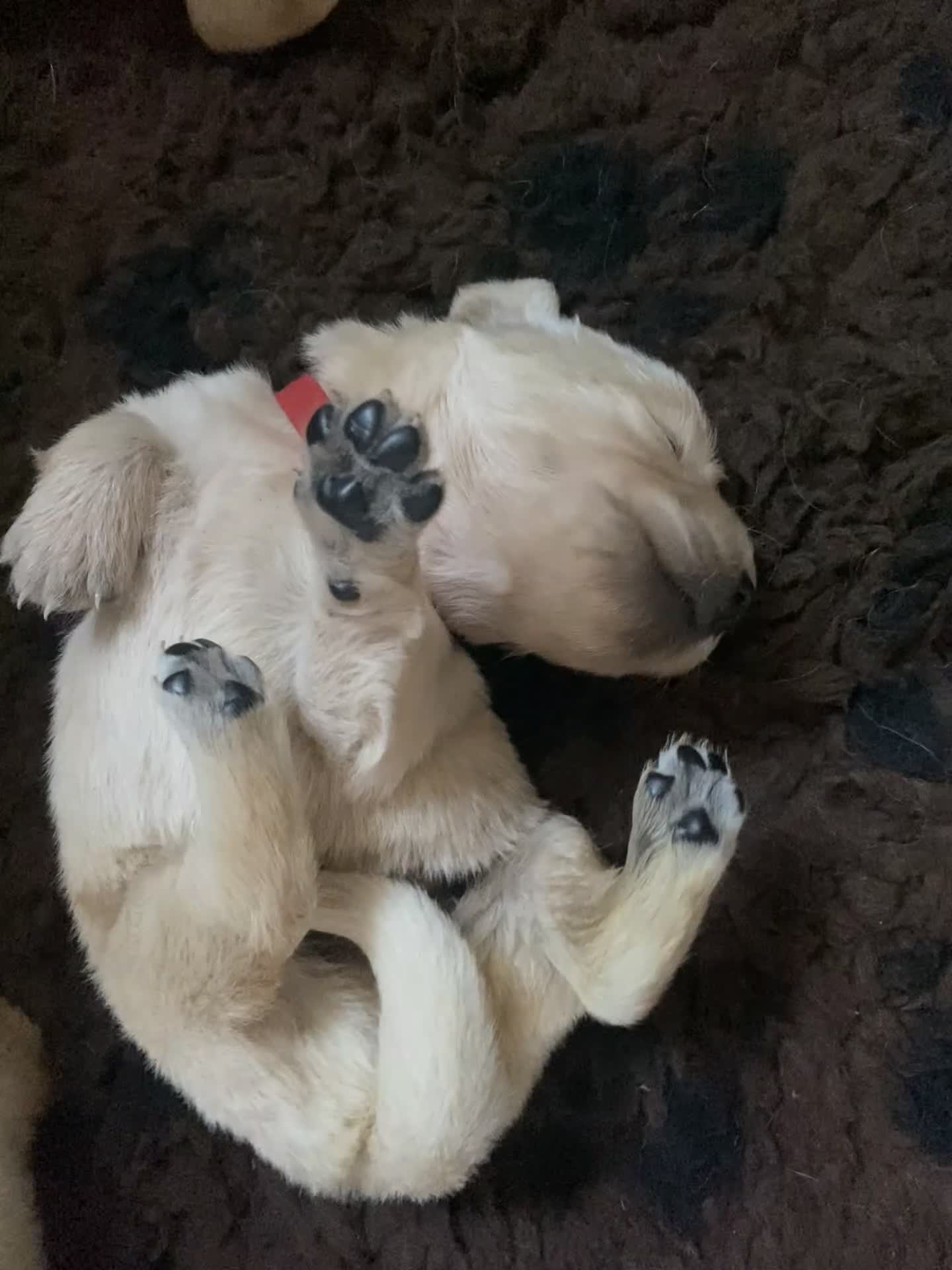 Golden Retriever dogs for sale: Kc registered beautiful Golden Retrievers puppies  in Builth Wells - Video 1