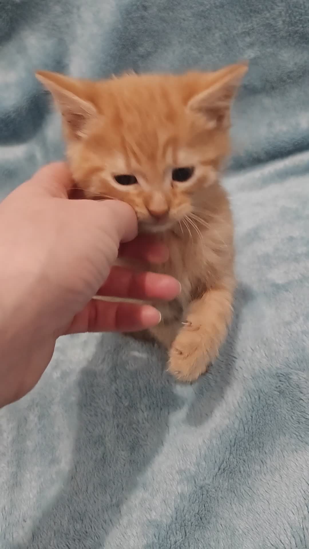 Mixed Breed cats for sale: Beautiful kittes Videos - Video 3