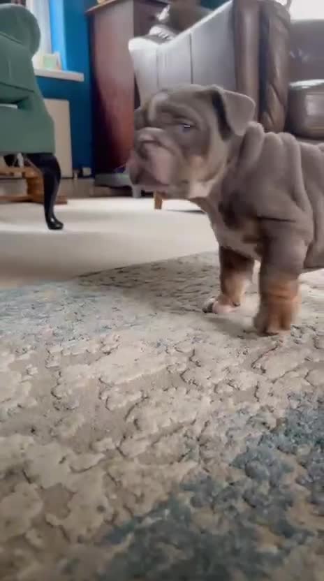 English Bulldog dogs for sale: Last female lilacs English Bulldog  - Video 2