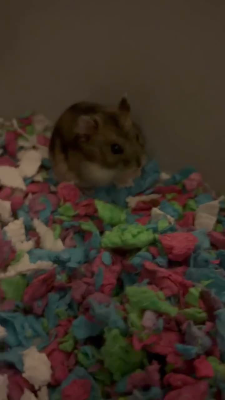 Hamster rodents for sale: **Hamster & cage for sale** - Video 1