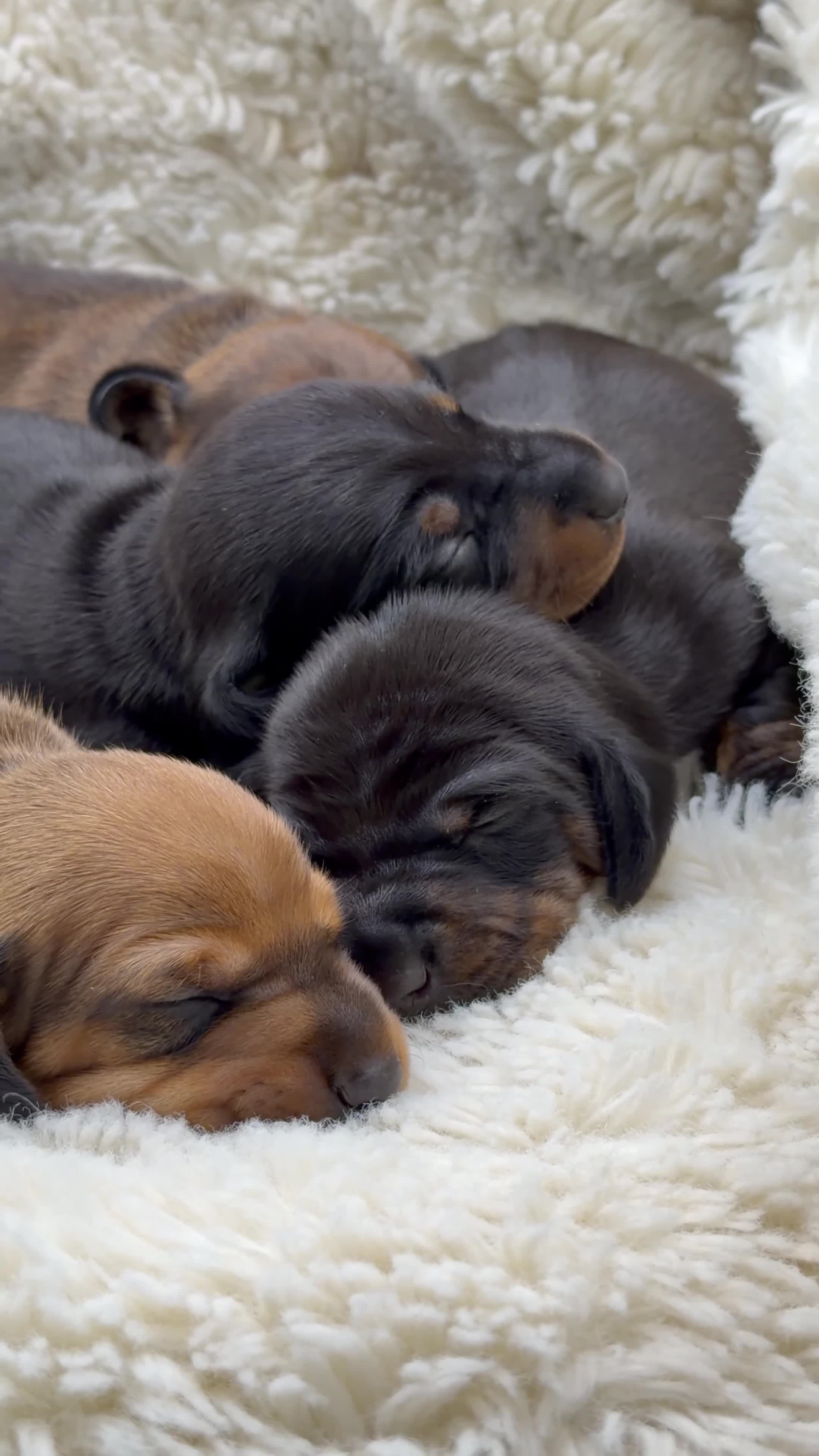 Miniature Dachshund dogs for sale: KC PRA Clear Champion lines Miniature Dachshunds - Video 1