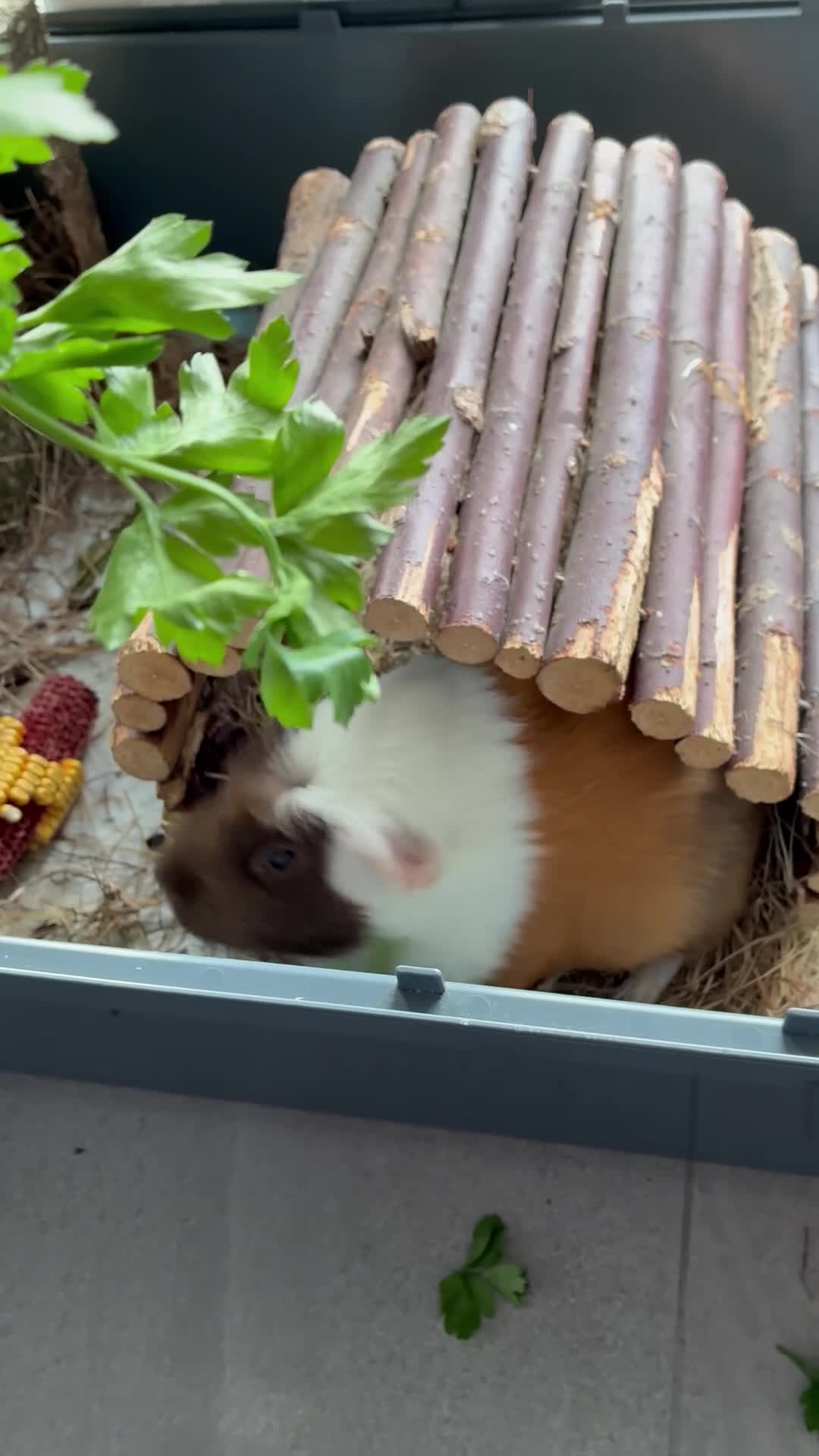 Guinea Pig rodents for sale: Male single Guinea Pig  - Video 2