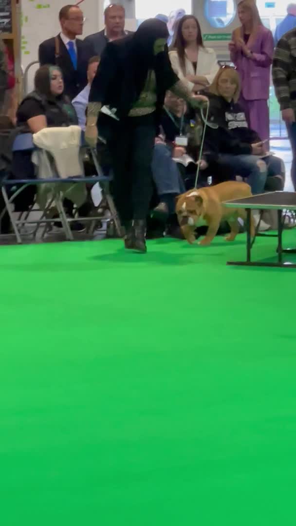 English Bulldog dogs for stud: TRUE TO TYPE - STANDARD - At Stud  in Ilkeston - Video 1