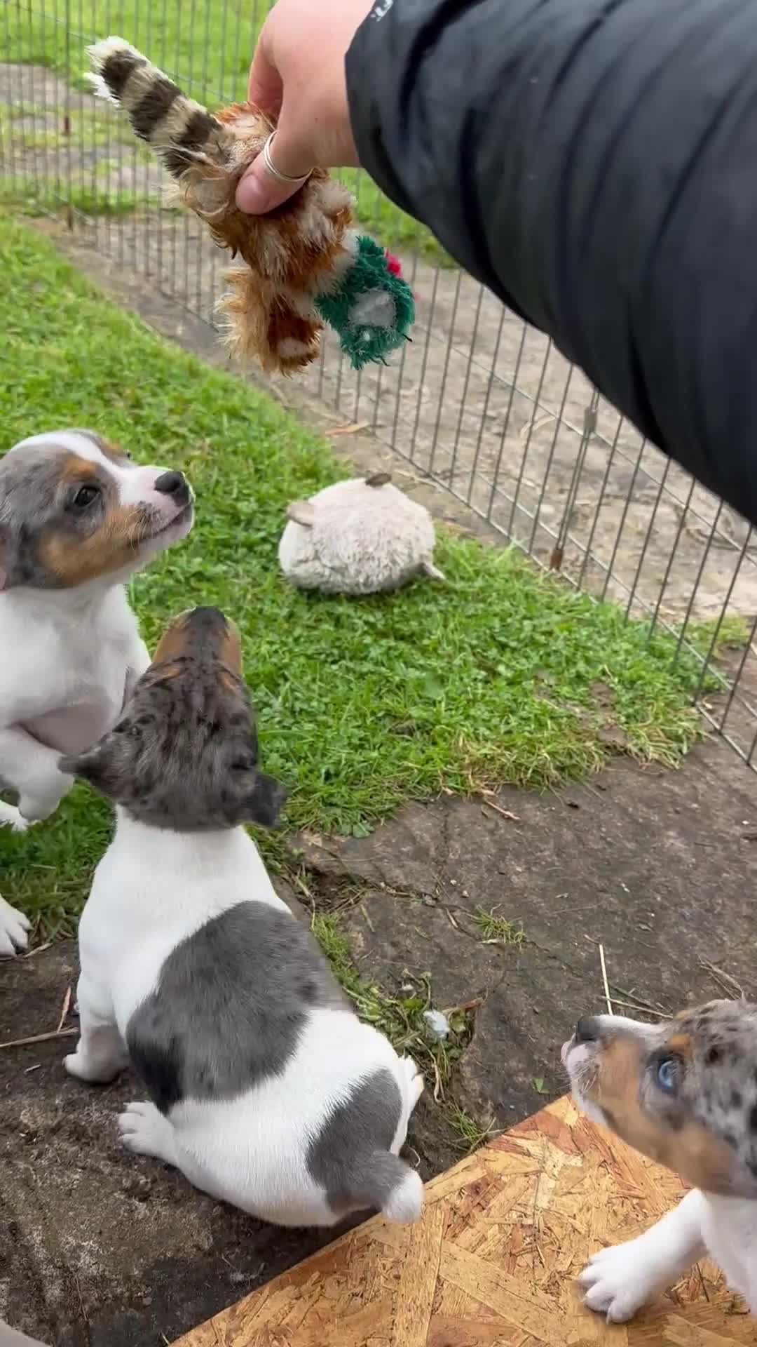 Jack Russell dogs for sale: Gorgeous Jack Russell Boys - Video 1