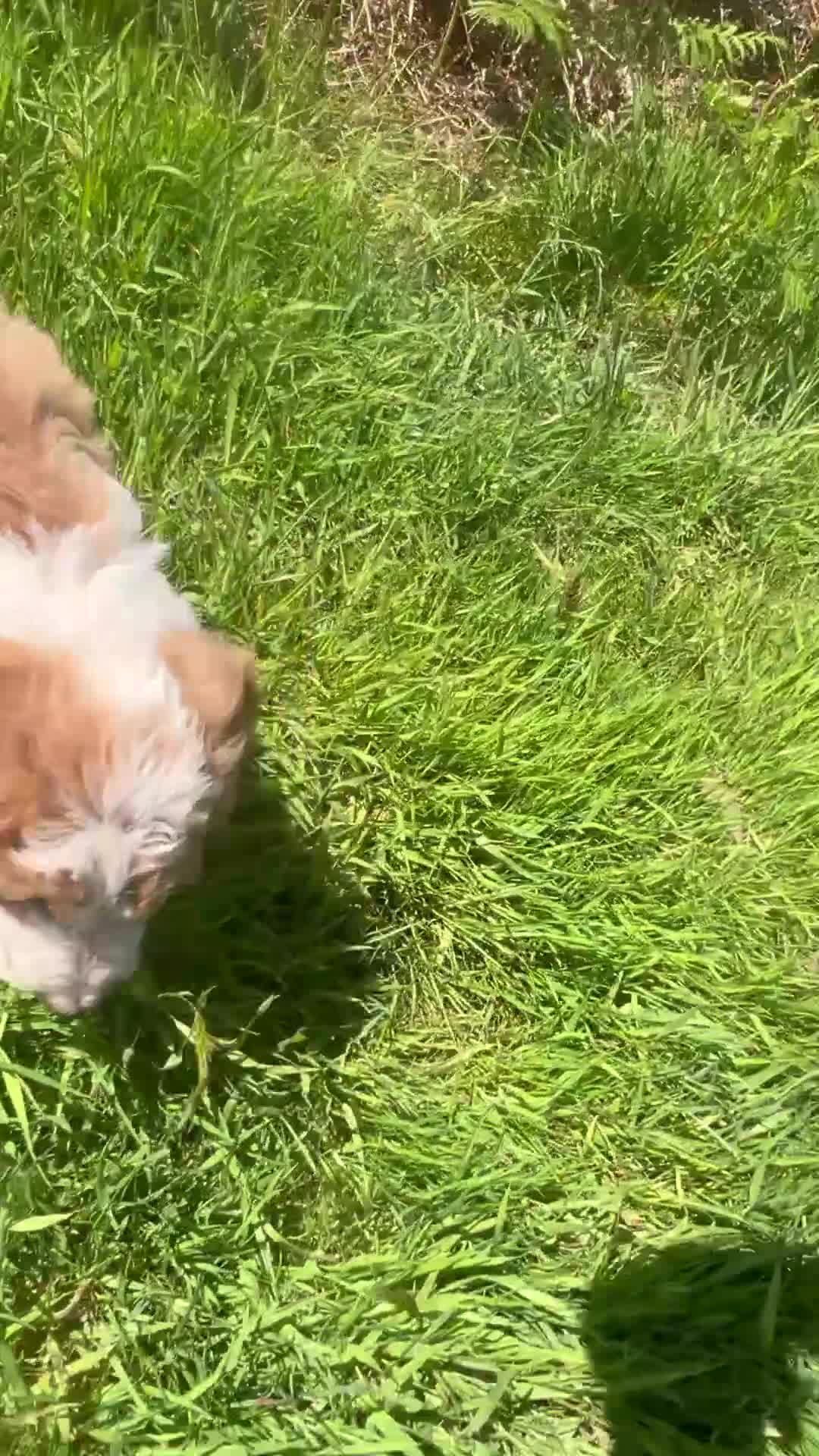 Bordoodle dogs for sale: Last boy ready to be your very best friend  - Video 2