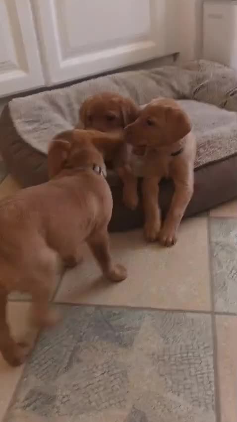 Labrador Retriever dogs for sale: Fox Red KC Reg Fox Red Lab, M&D hip & elbow scored - Video 2