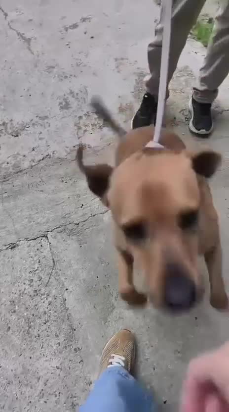 Mixed Breed dogs for adoption: Jony: Your Daily Dose of Pure Sunshine ☀️🐾 - Video 1