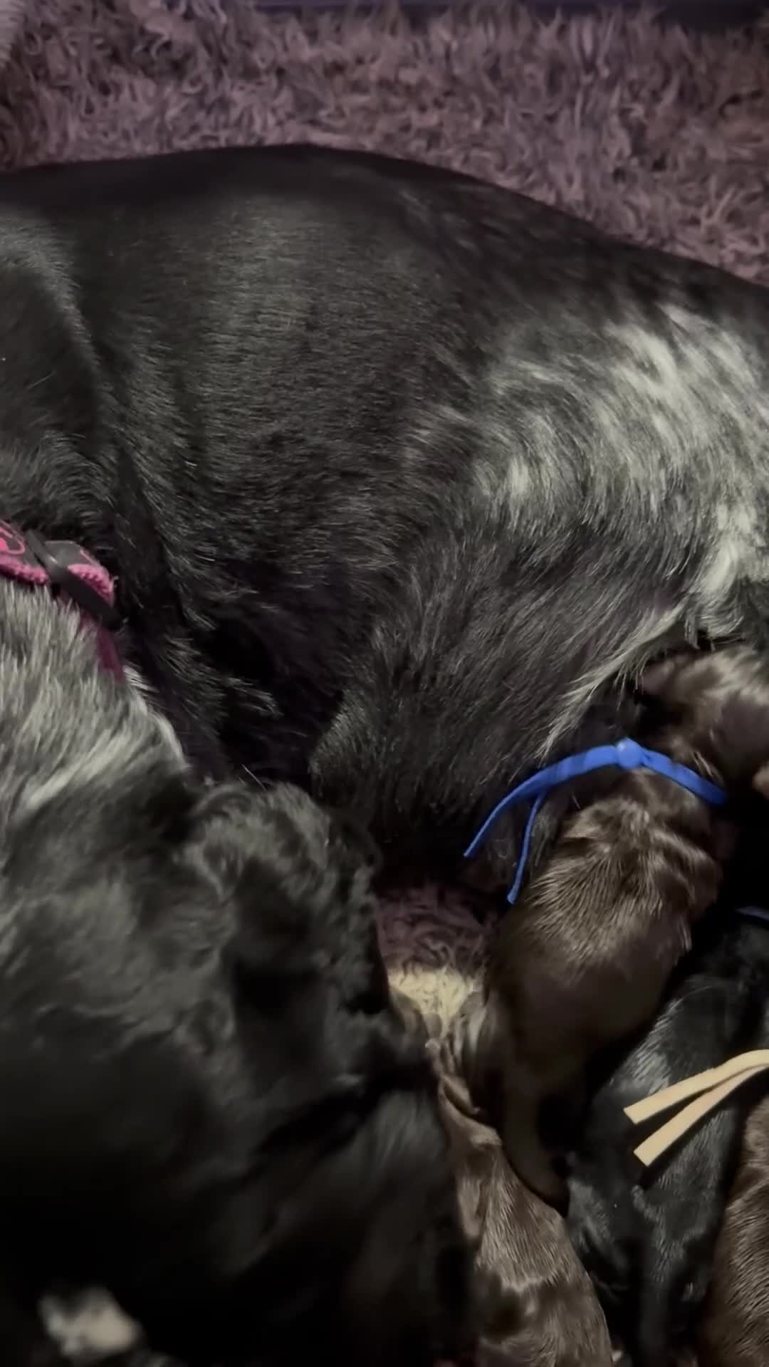 Cocker Spaniel dogs for sale: Show type cocker spaniel pups  - Video 1