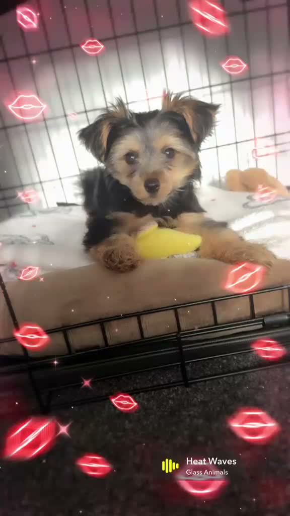 Yorkshire Terrier dogs for sale: Coco for sale - Video 1