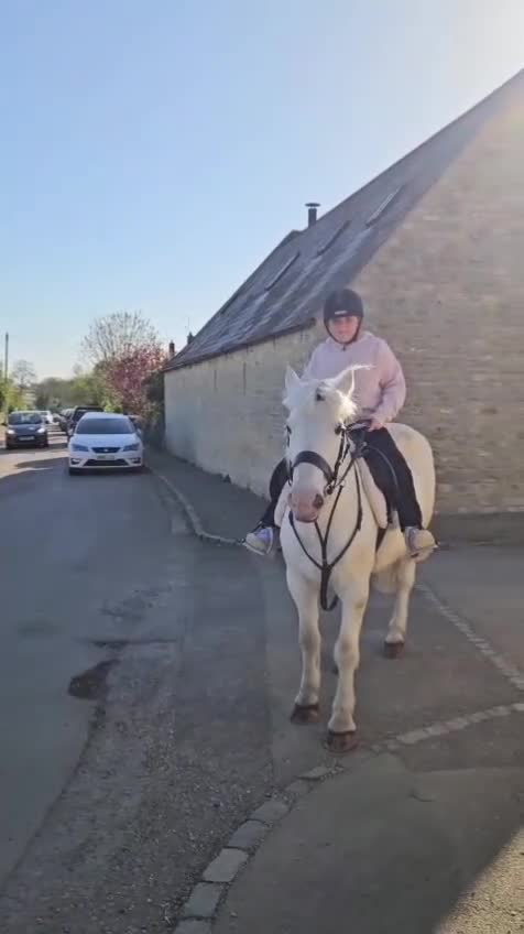 Irish Cob horses for sale: 14.1hh riding mare - Video 1