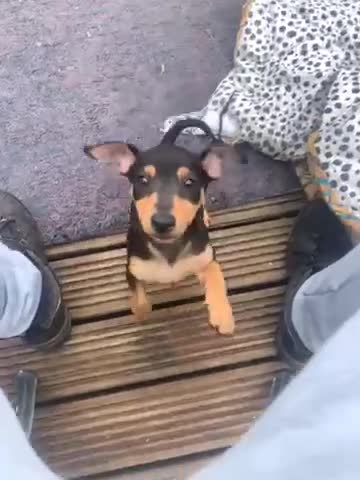 Mixed Breed dogs for sale: miniature pincher / mini jack  - Video 1