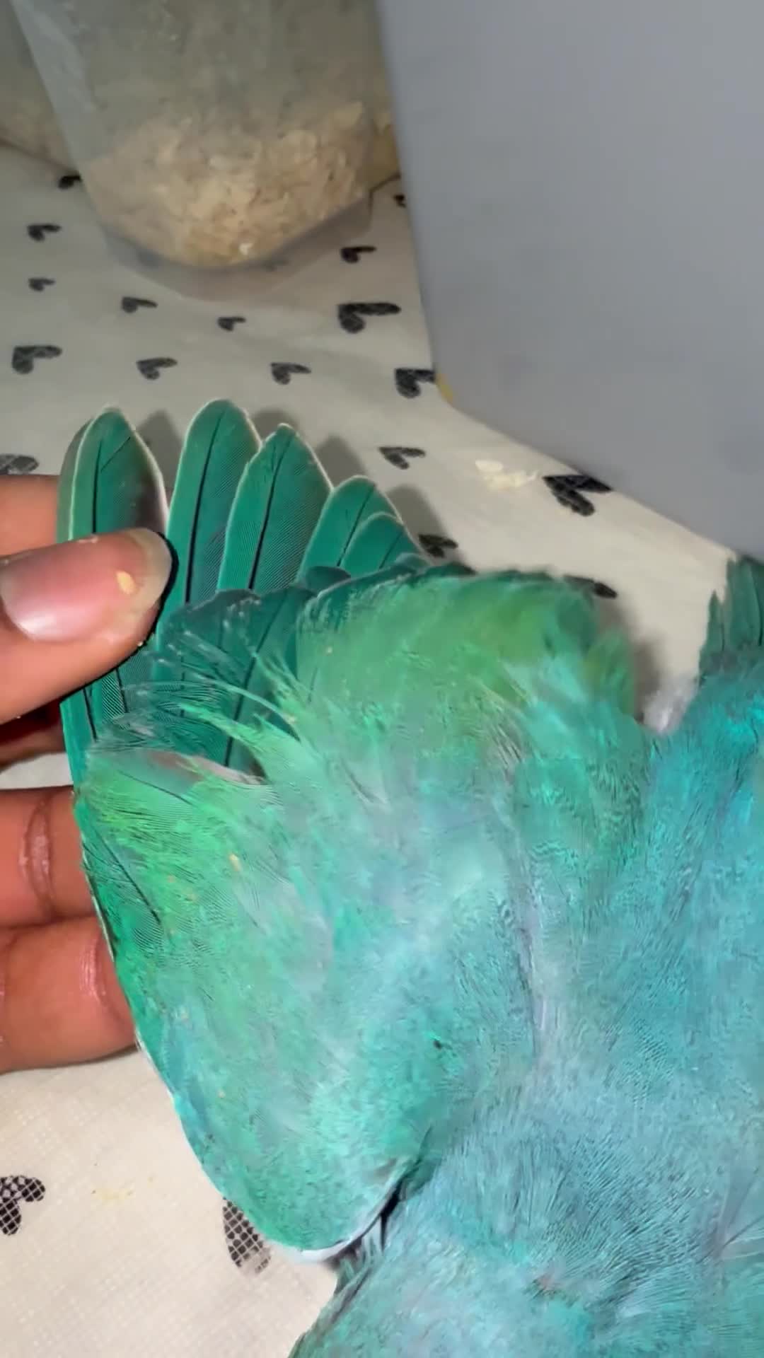 Ringnecks birds for sale:  Indianringnecks - Video 2