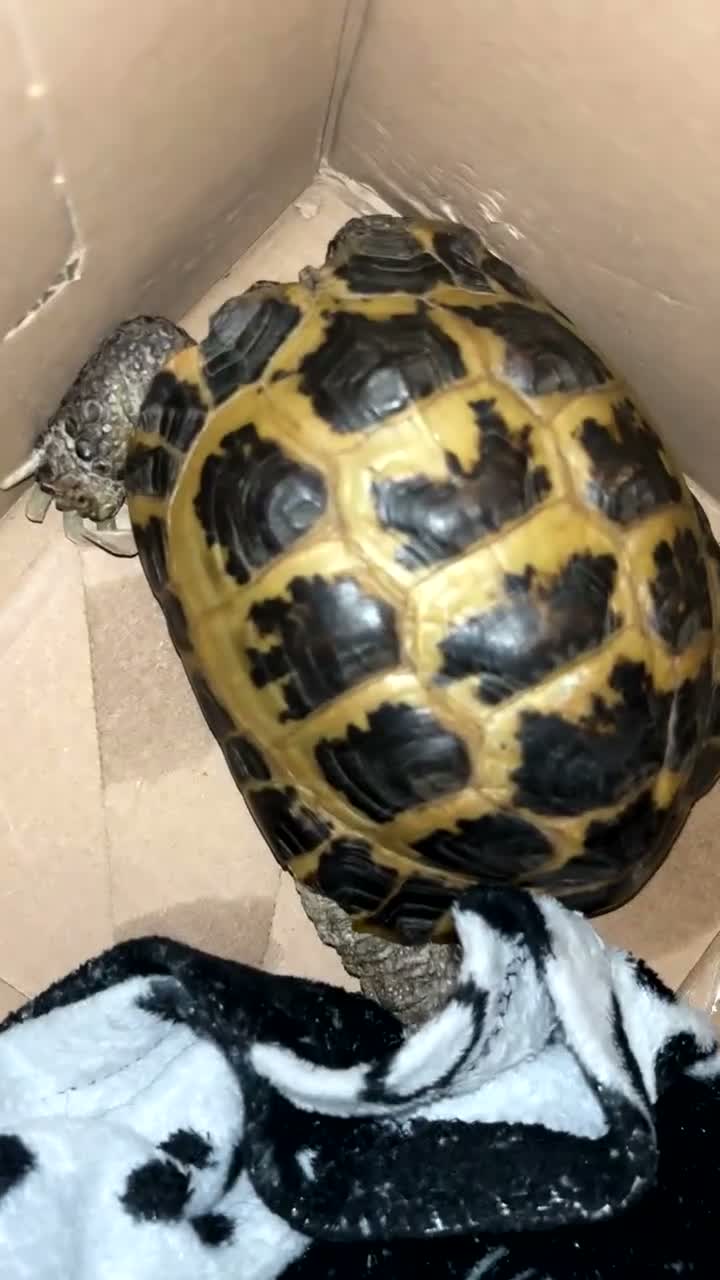 Tortoise reptiles for sale: Horsfield Tortoise in Saint Helens - Video 1