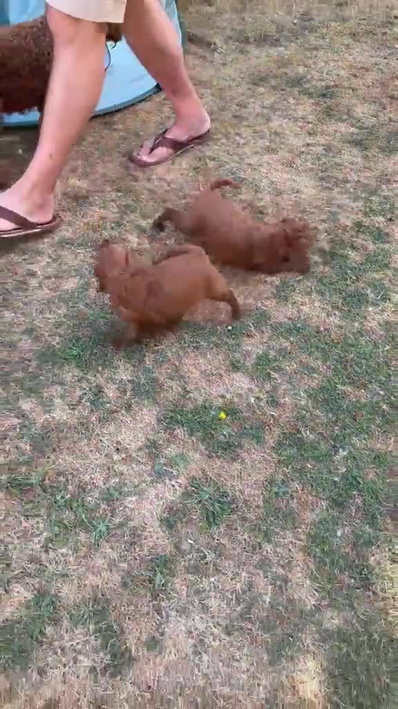 Cockapoo dogs for sale: Home raised, stunning fox red cockapoo’s  - Video 3