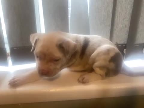 Mixed Breed dogs for sale: Super adorable puppies  - Video 1