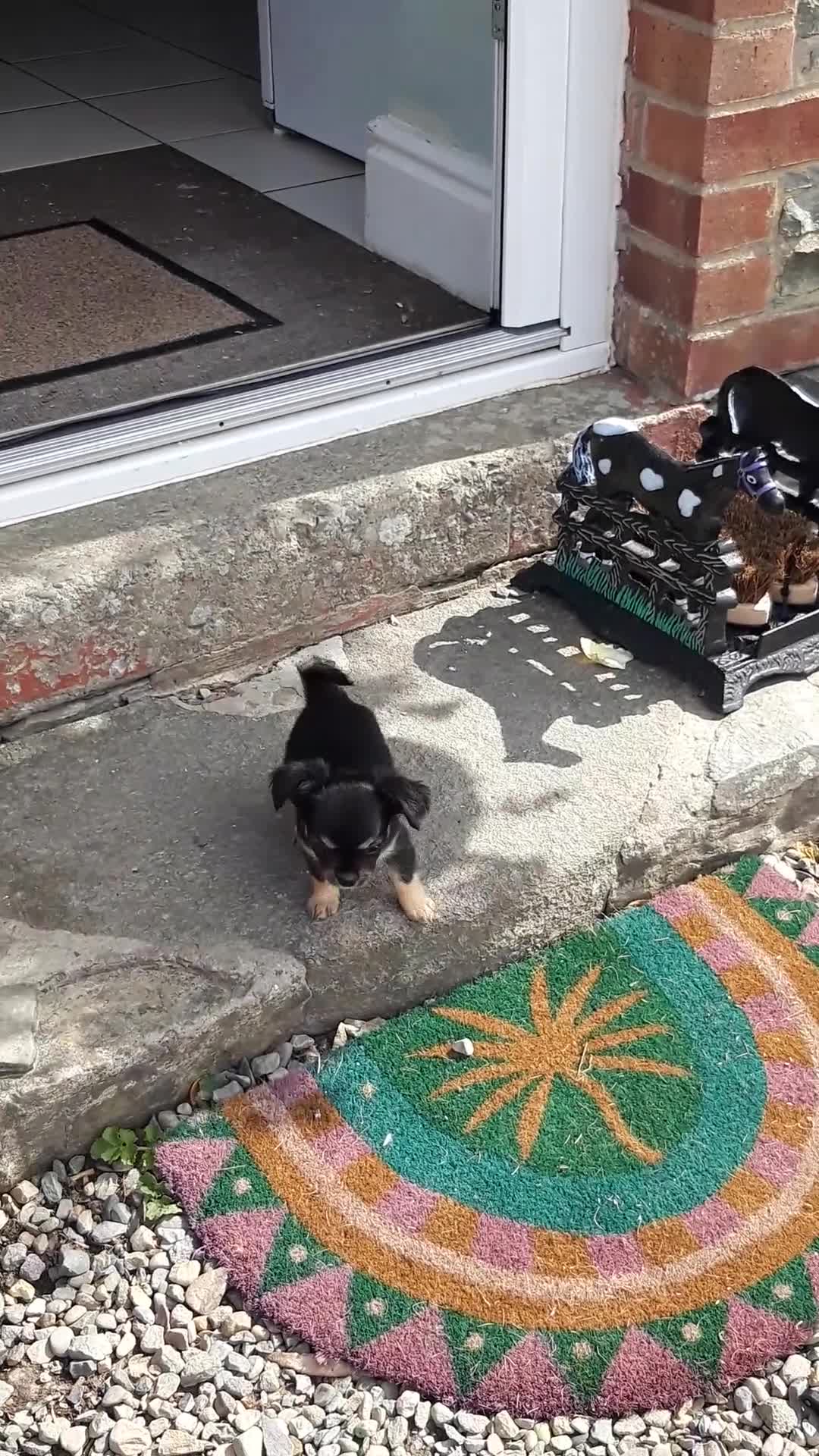 Chihuahua dogs for sale: Chihuahua puppies  - Video 1