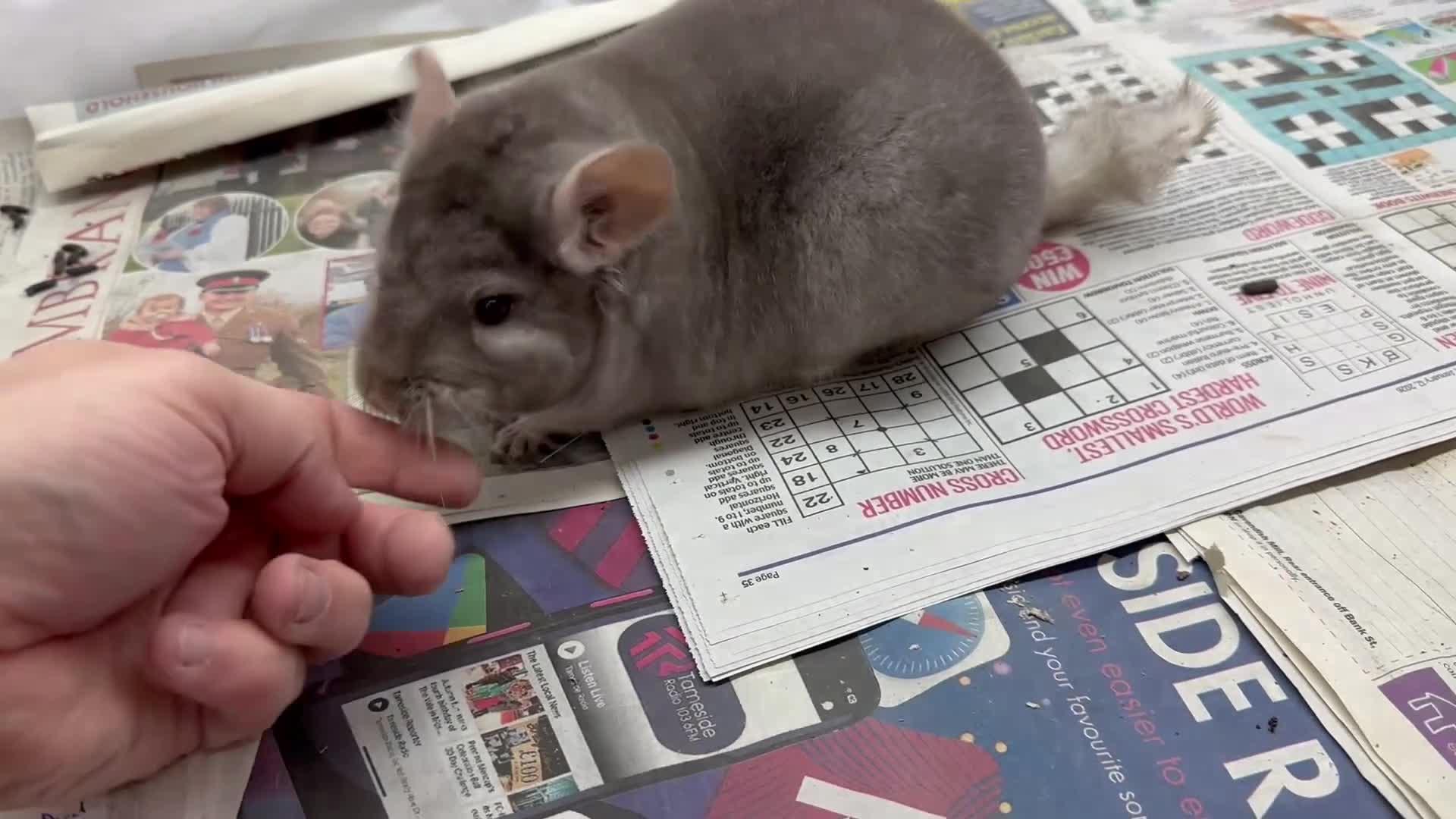 Chinchilla rodents for sale: Teddy, beautiful Beige boy - Video 1