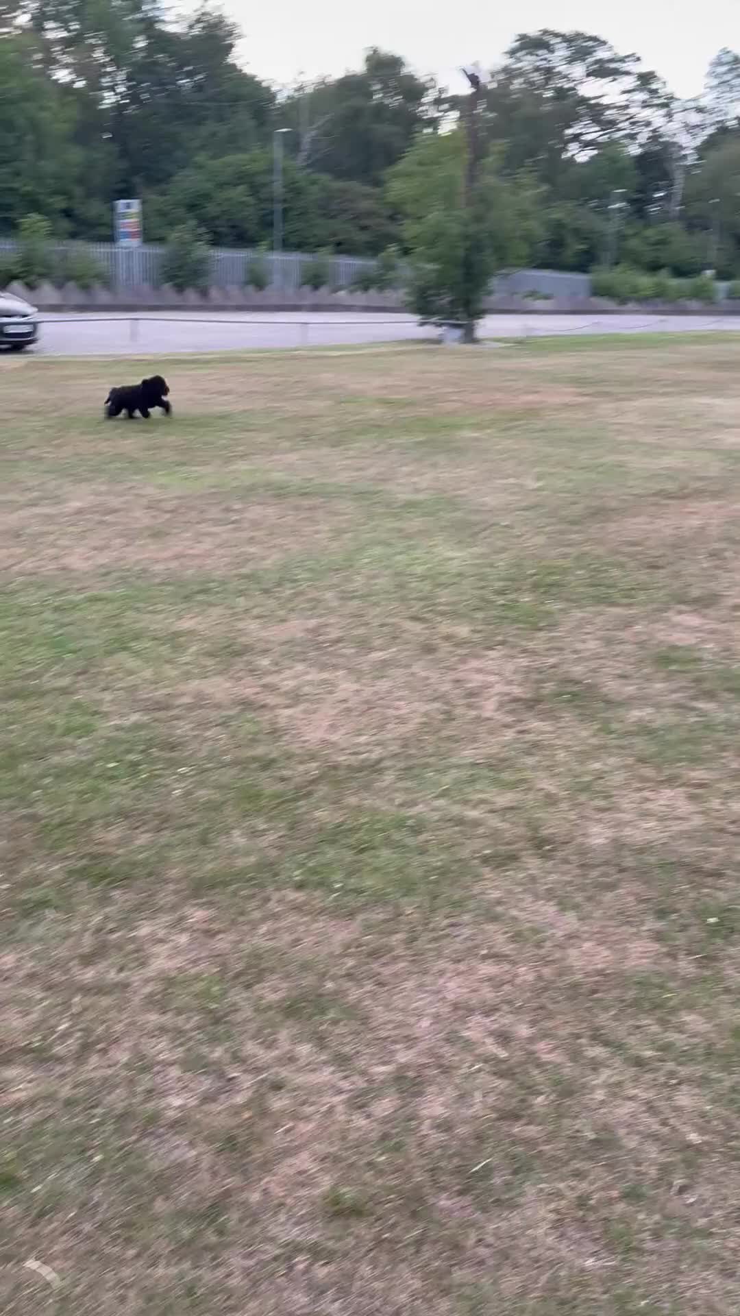 Cockapoo dogs for sale: 4 1/2 month cockapoo looking for his forever home - Video 2