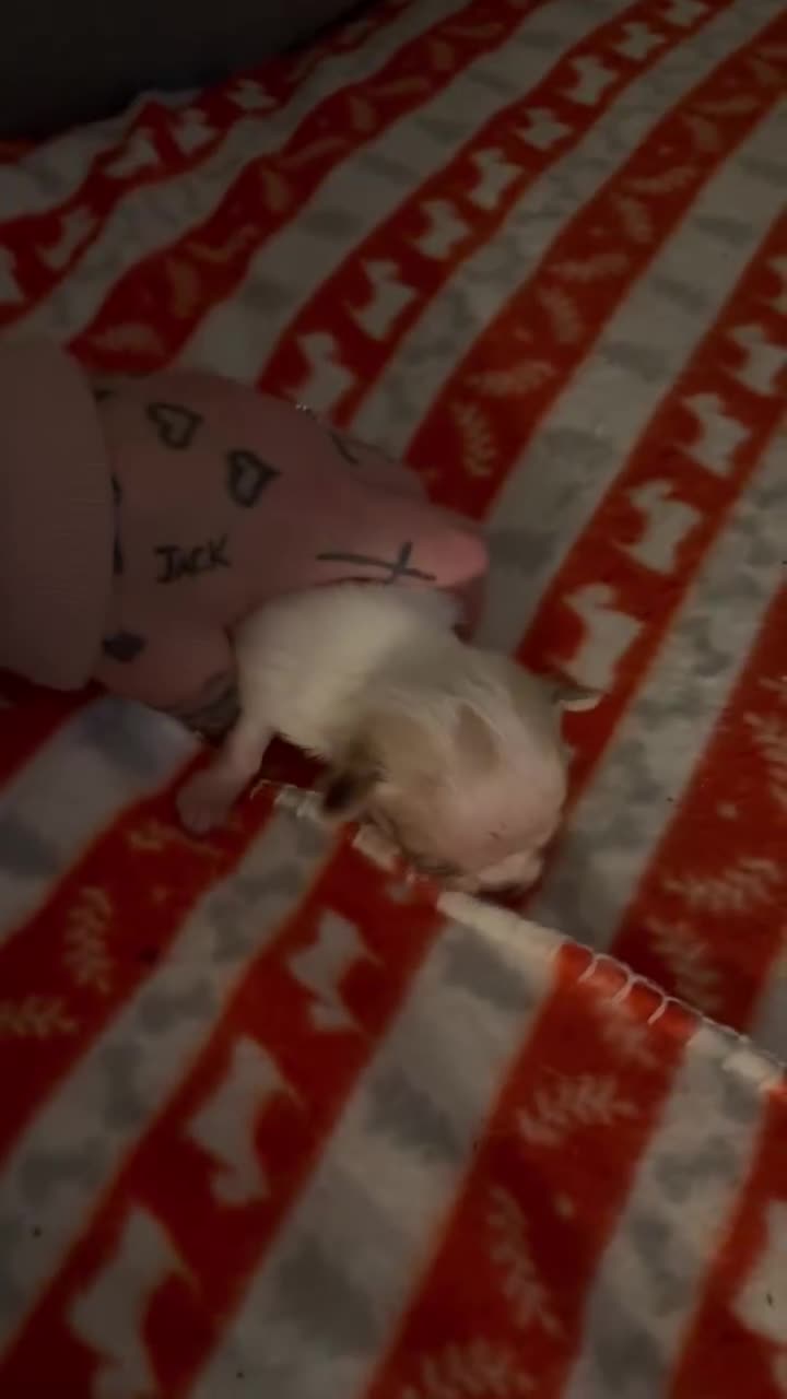 Chihuahua dogs for sale: Kc registered chihuahua pups  - Video 2