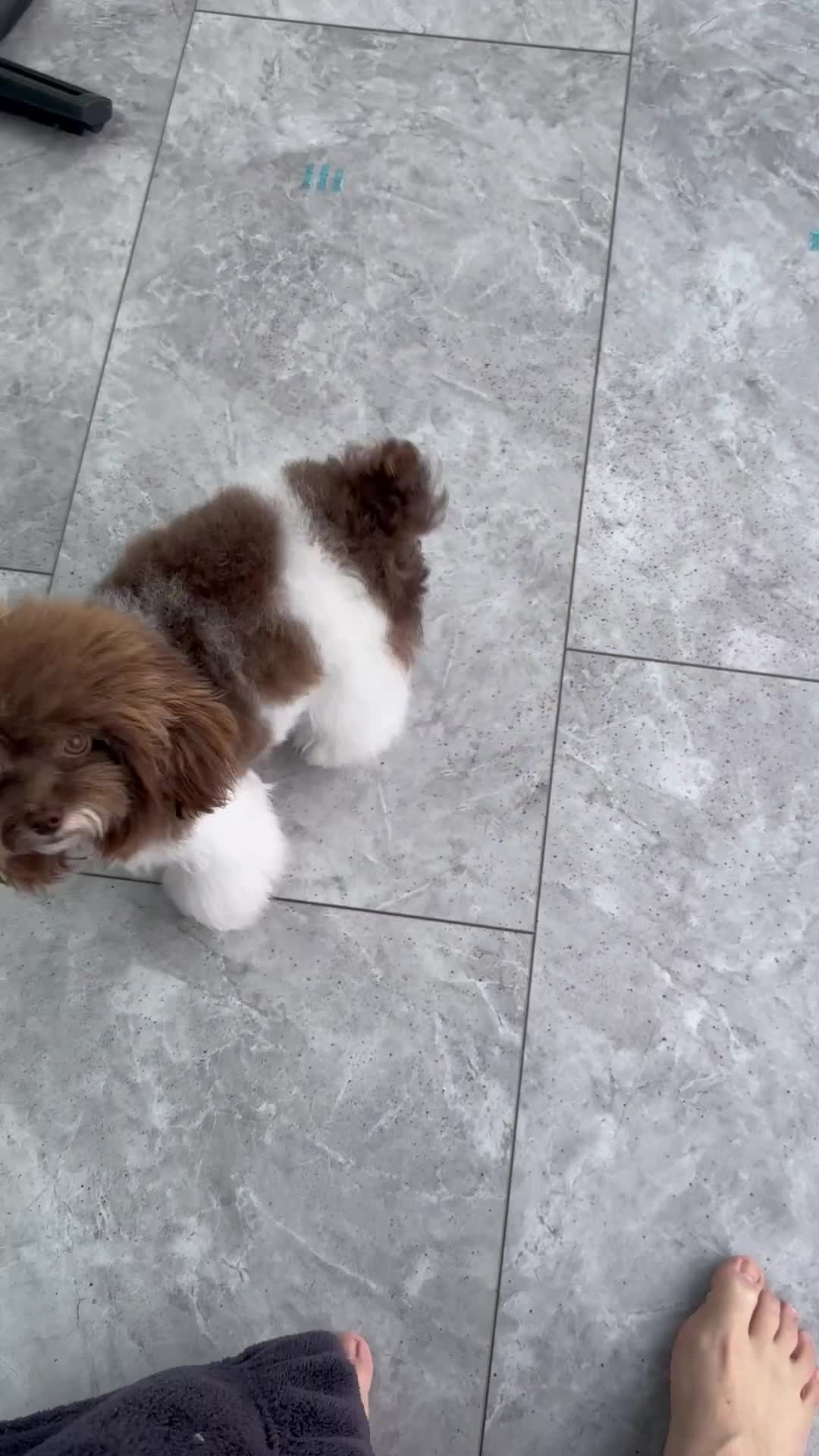 Toy Poodle dogs for stud: Chocolate Parti Asian Micro Stud 🐩 Proven - Video 1